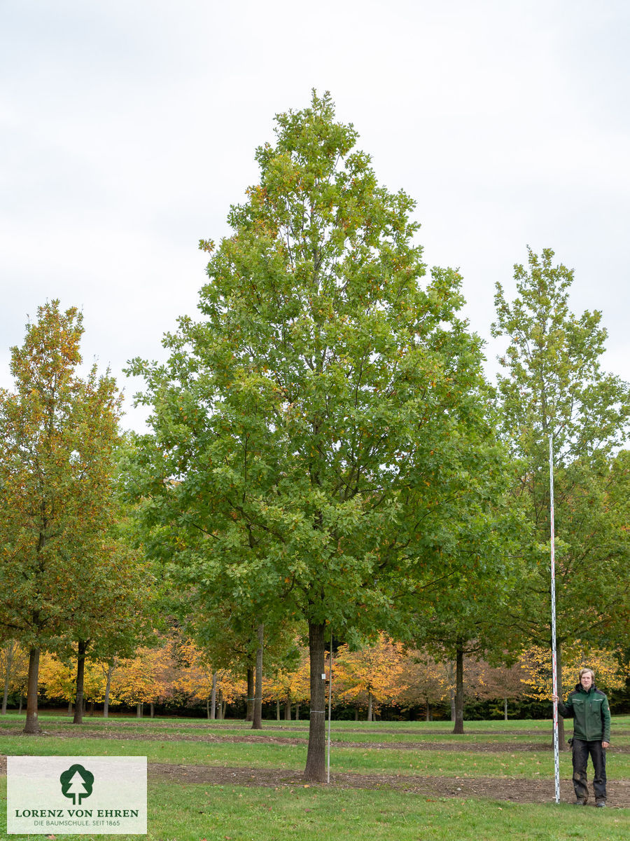 Quercus robur