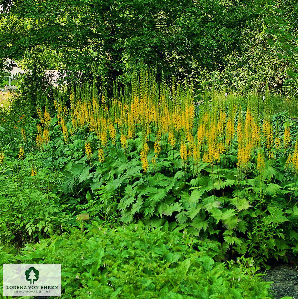 Ligularia przewalskii