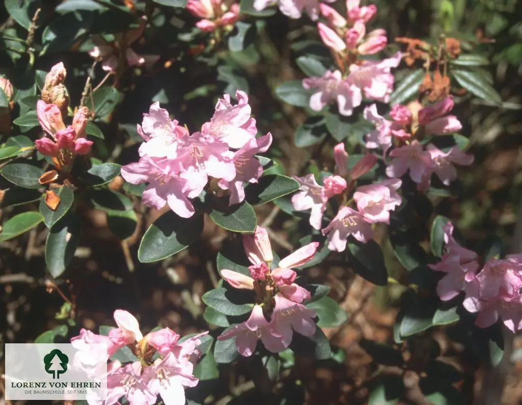 Rhododendron ferrugineum 'Tottenham'