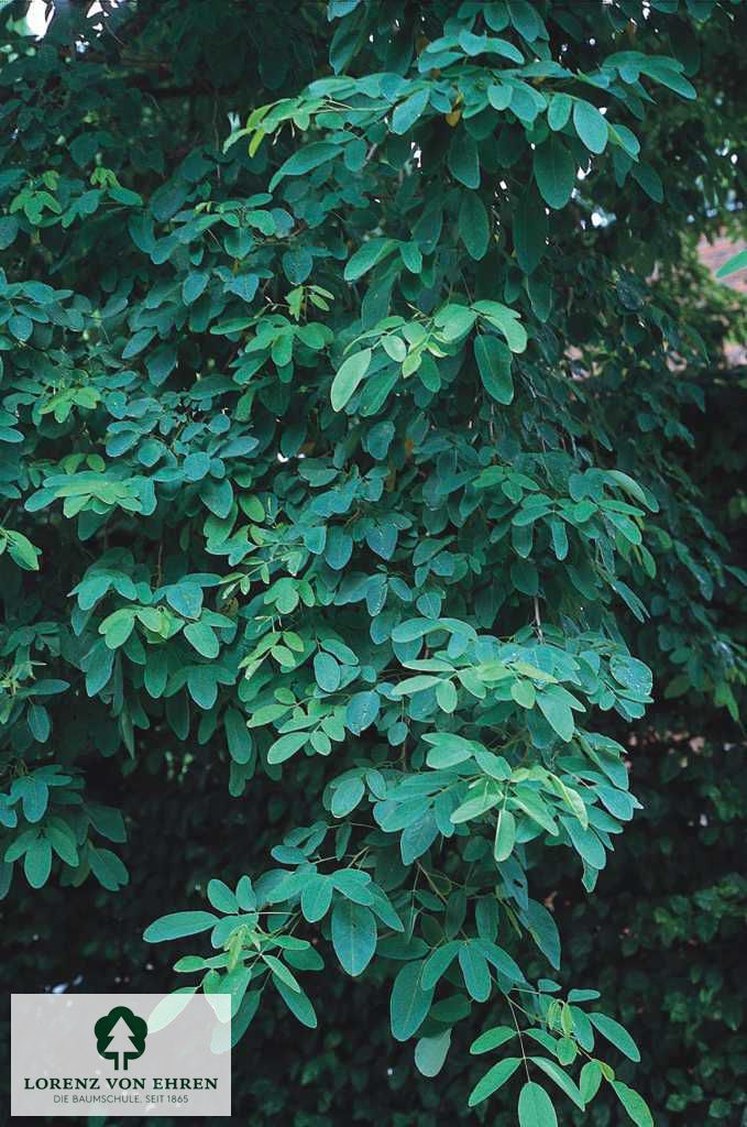 Robinia pseudoacacia 'Semperflorens'