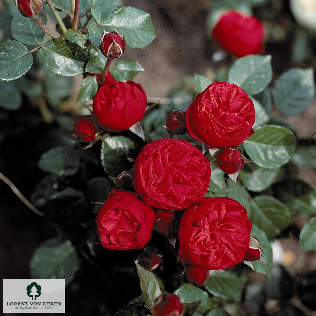 Rosa 'Piano'