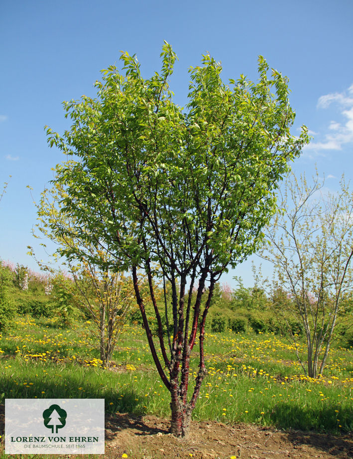 Prunus serrula