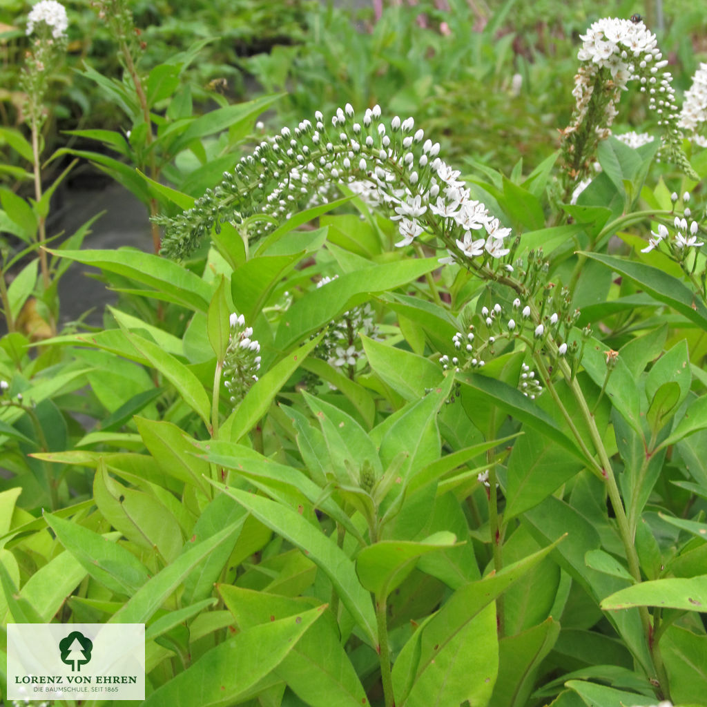 Lysimachia clethroides