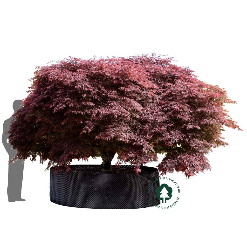 Acer palmatum 'Dissectum Garnet'