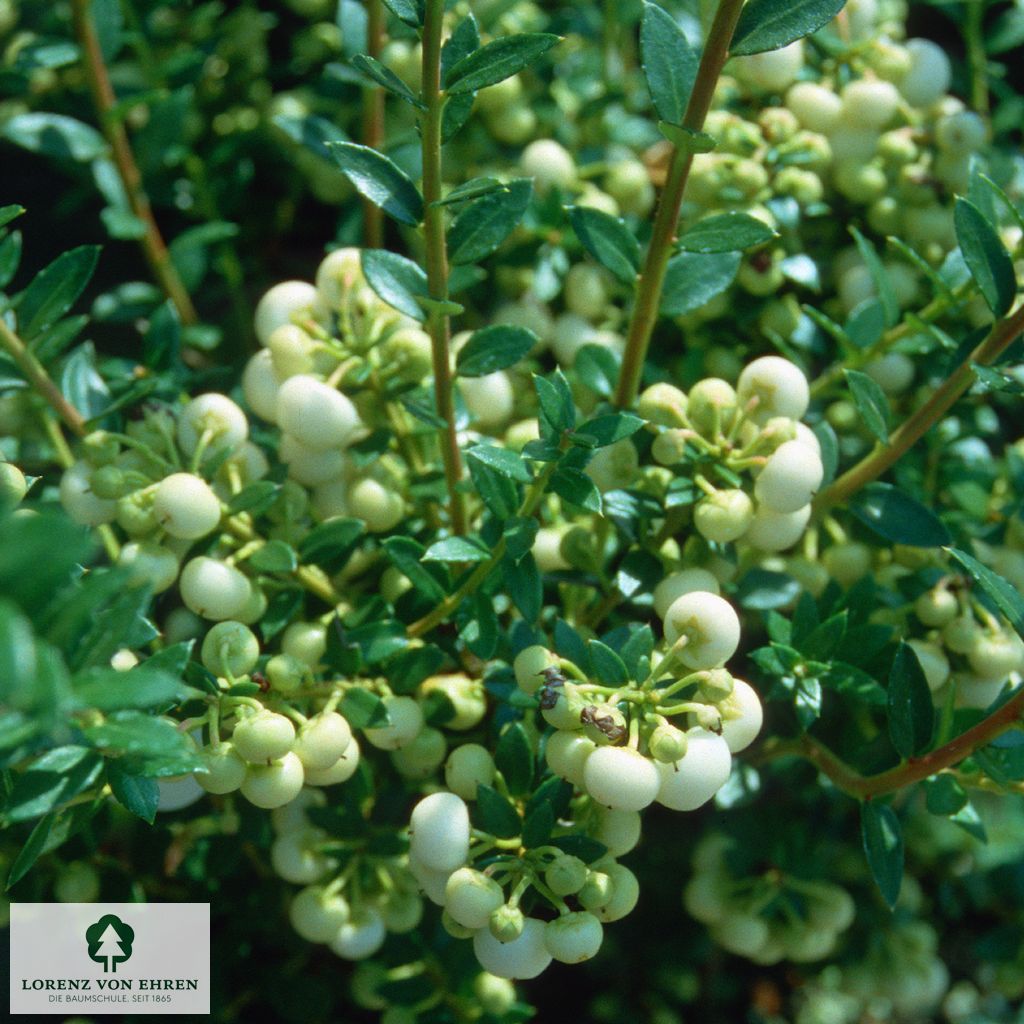 Pernettya mucronata 'Alba'