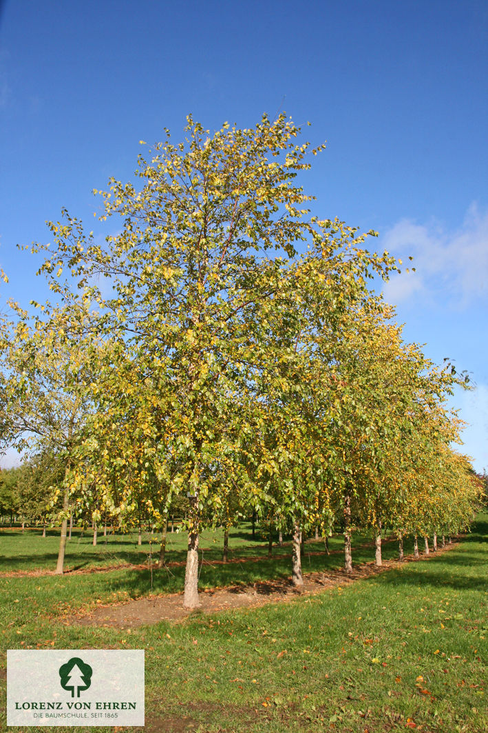 Betula nigra