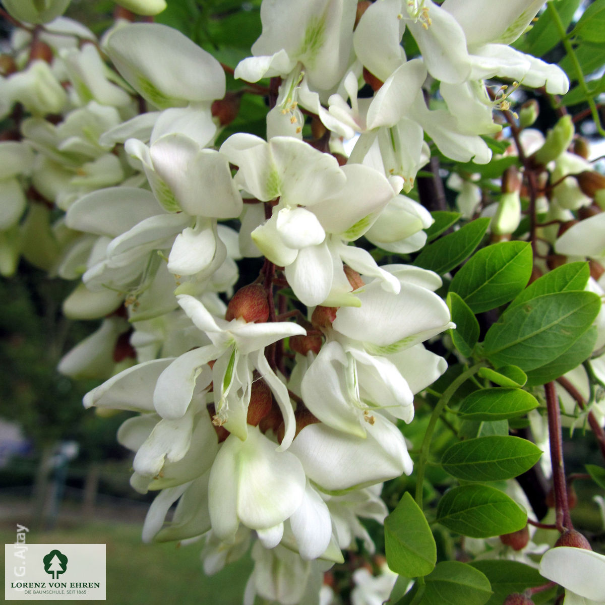 Robinia pseudoacacia 'Tortuosa'