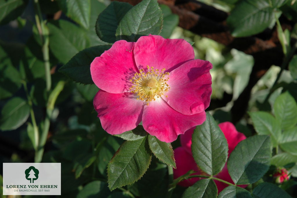 Rosa canina 'Kiese'