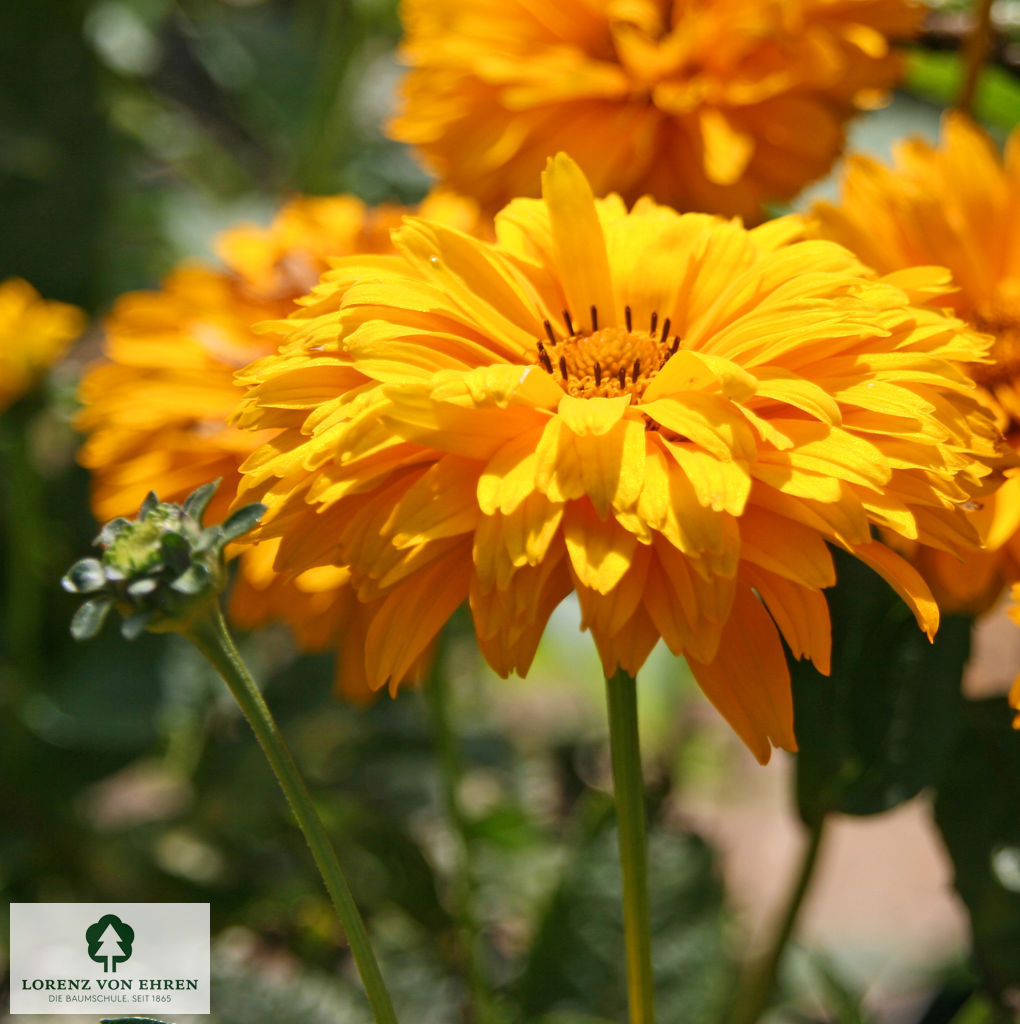 Heliopsis scabra 'Goldgefieder'