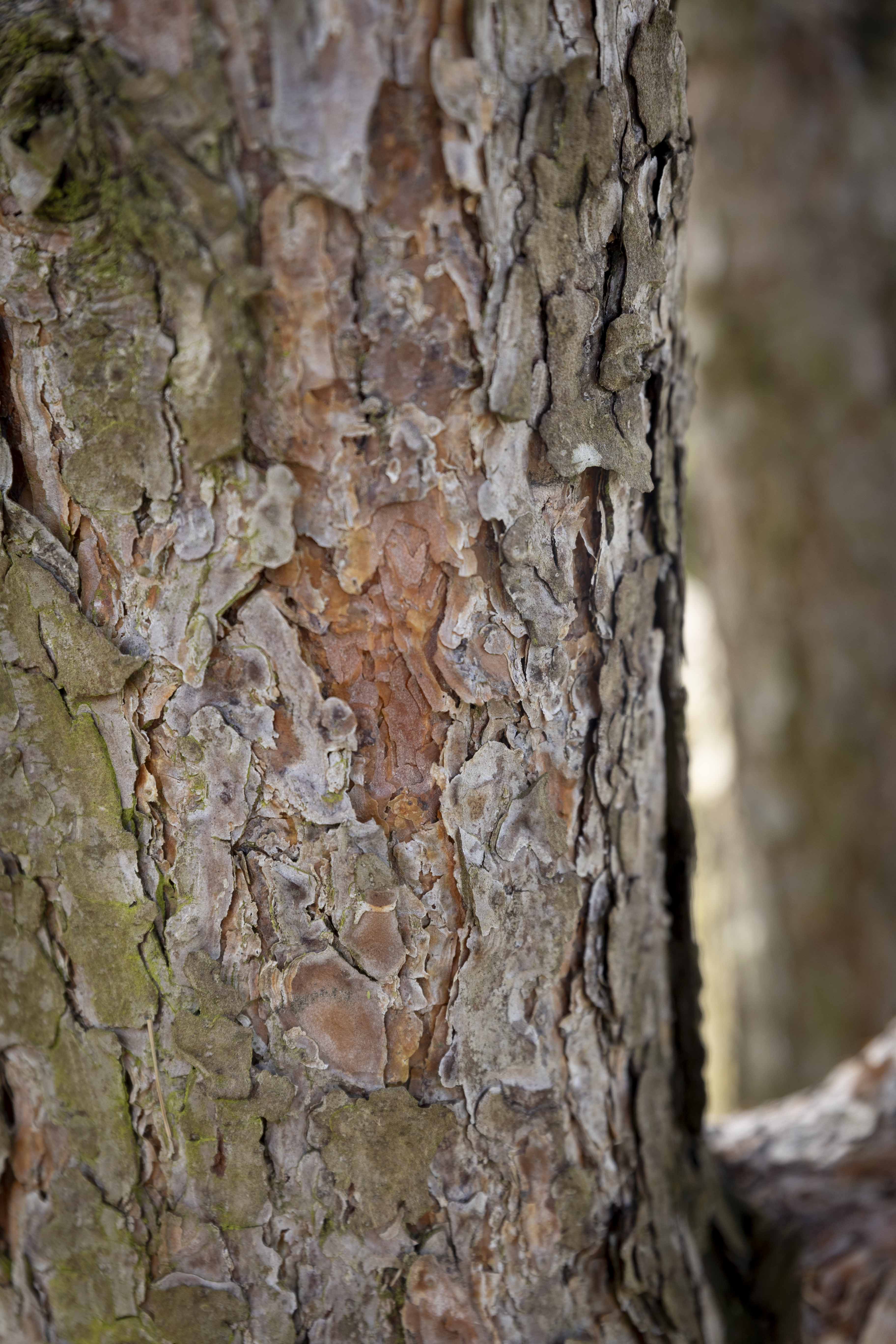 Pinus sylvestris 'Norske Typ' Unikat