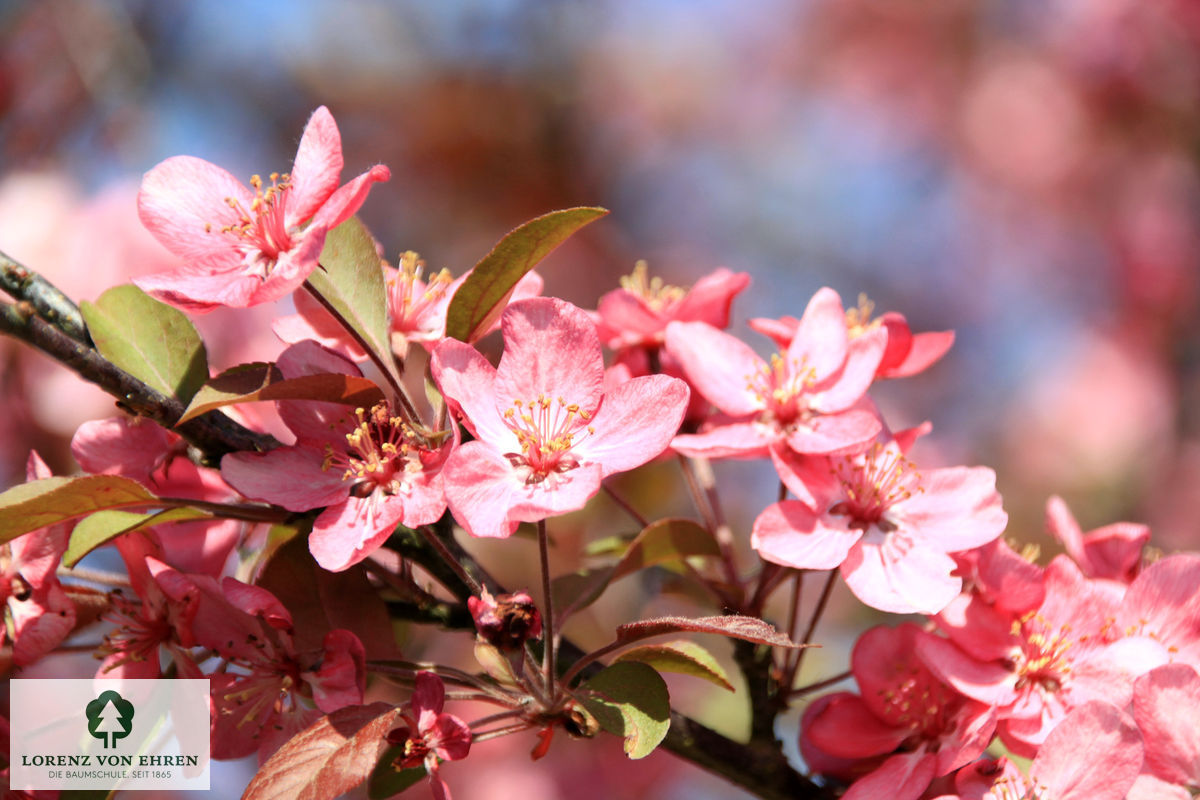 Malus 'Coccinella'