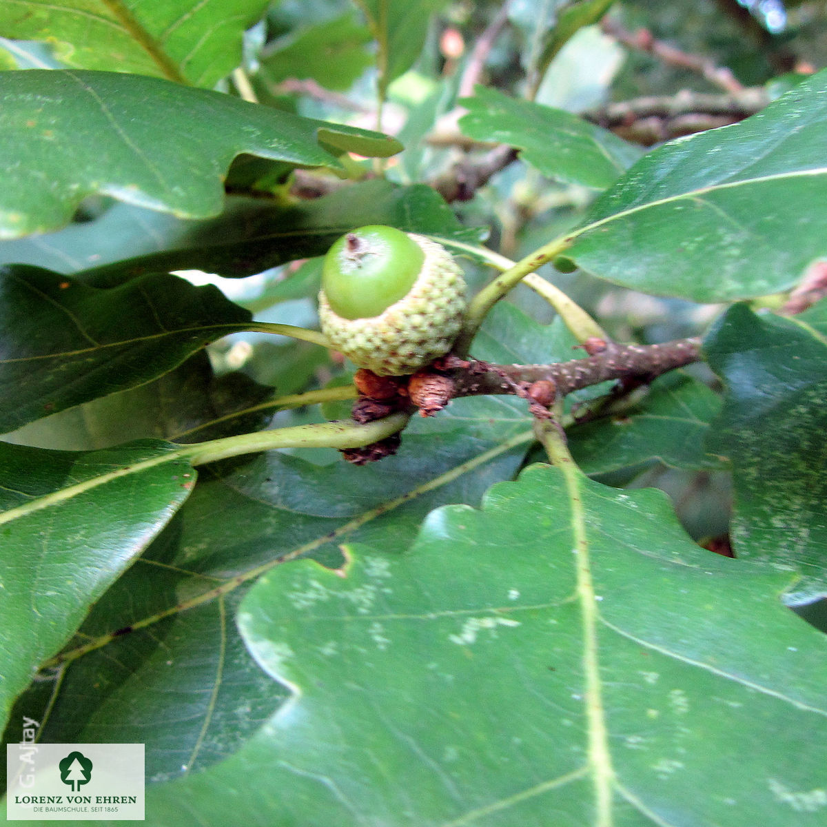 Quercus petraea