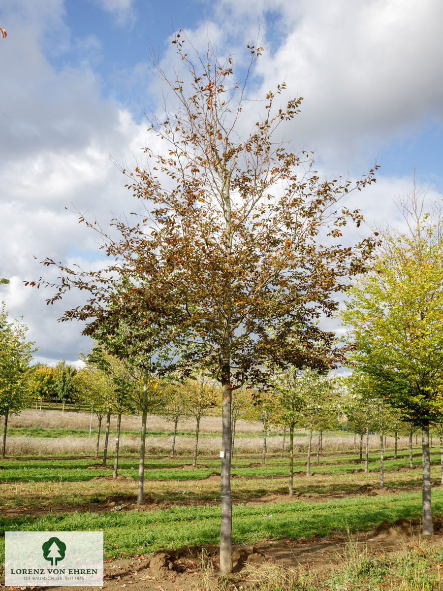 Fagus sylvatica 'Atropunicea'