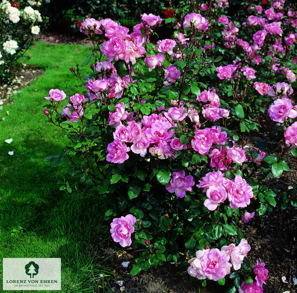 Rosa 'Centenaire de Lourdes'