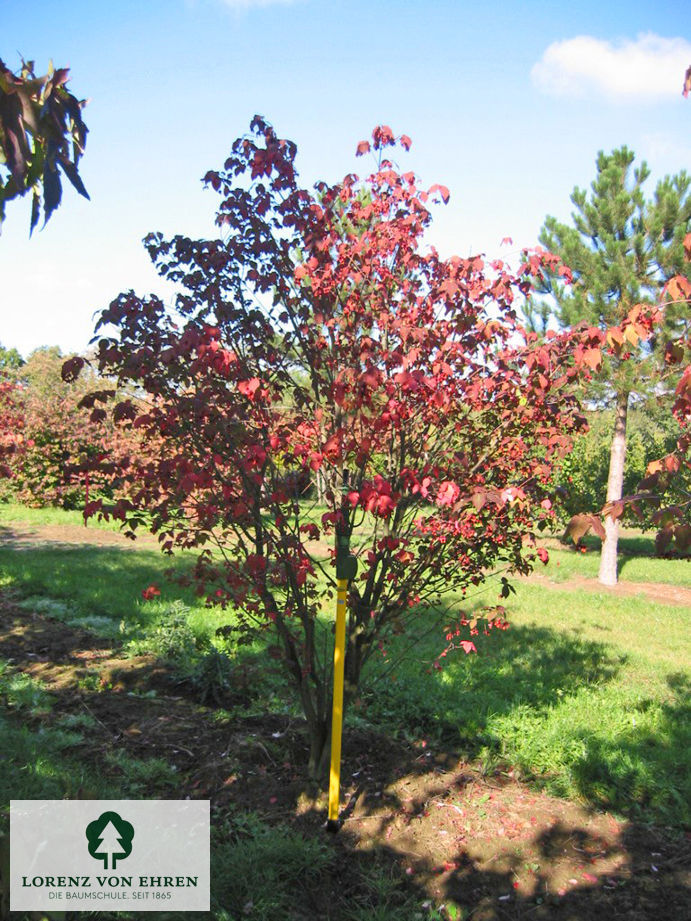 Euonymus planipes