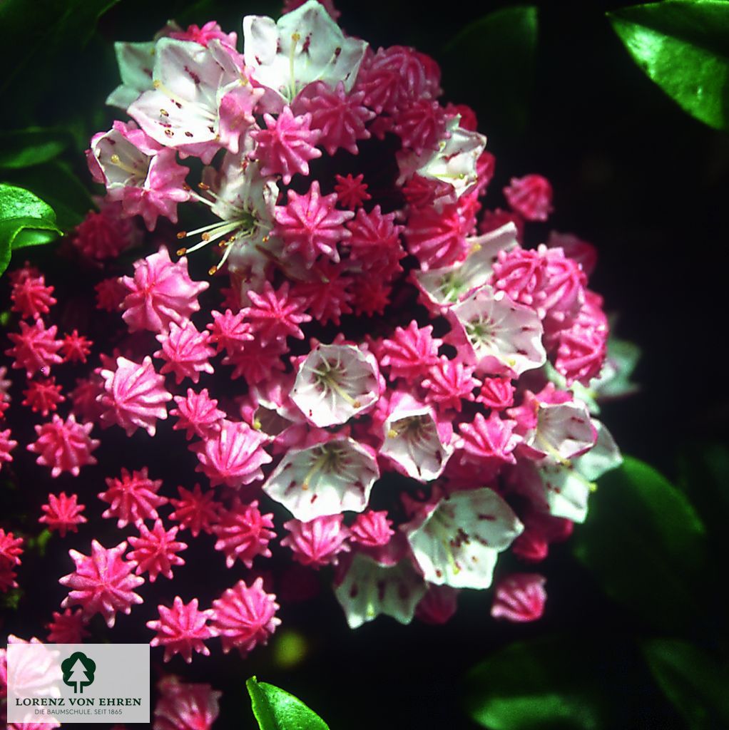 Kalmia latifolia 'Olympic Fire'