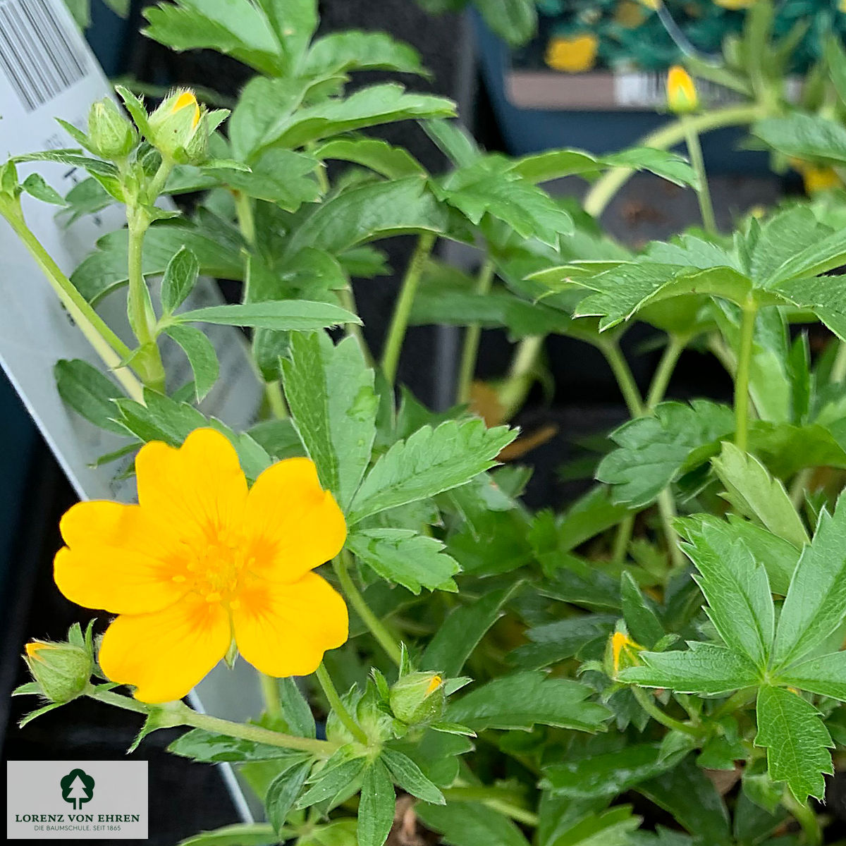Potentilla aurea