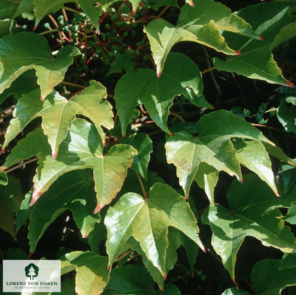 Parthenocissus tricuspidata 'Veitchii'