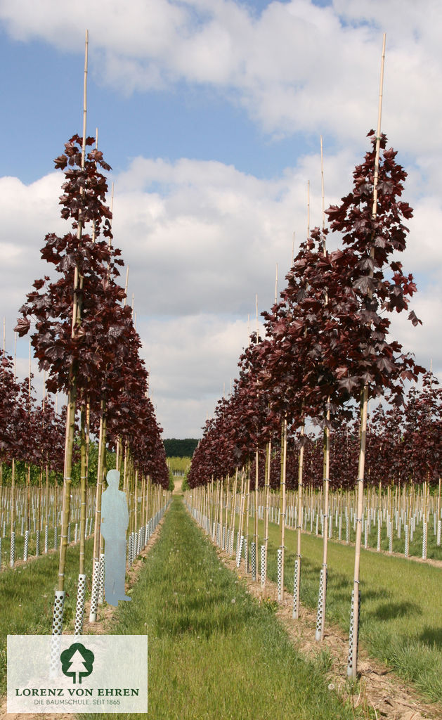 Acer platanoides 'Royal Red'