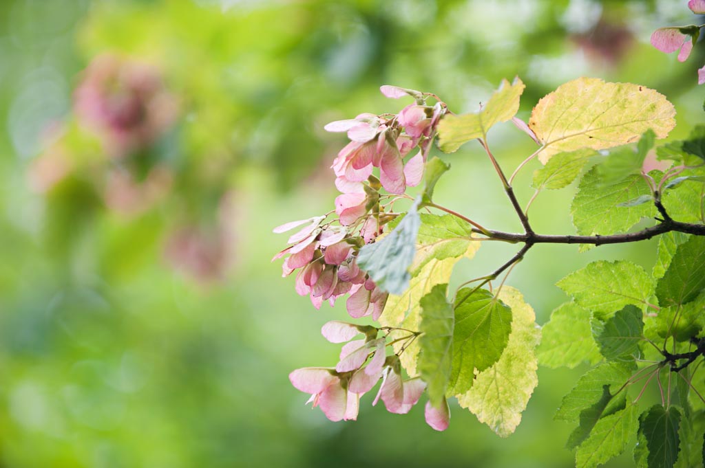 Acer tataricum Unikat