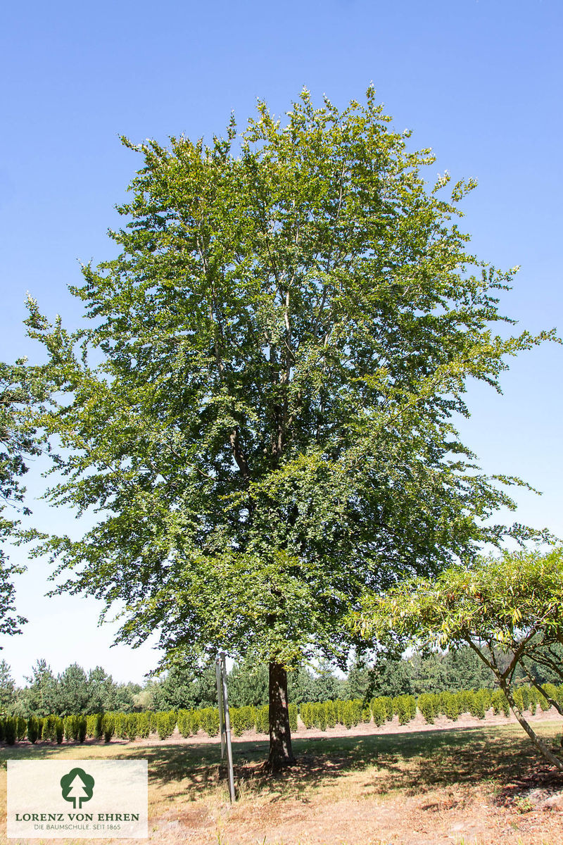 Fagus sylvatica