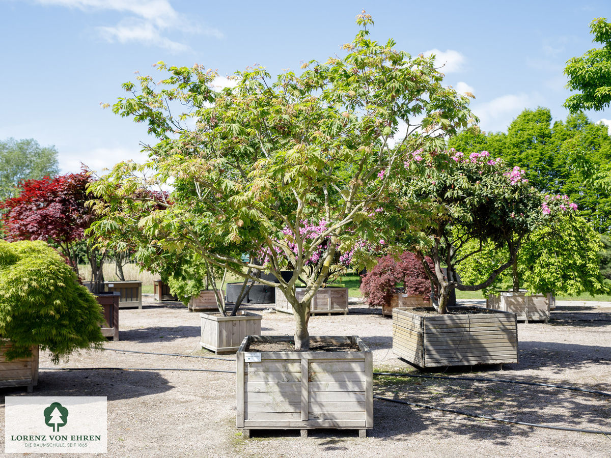 Acer japonicum 'Aconitifolium'