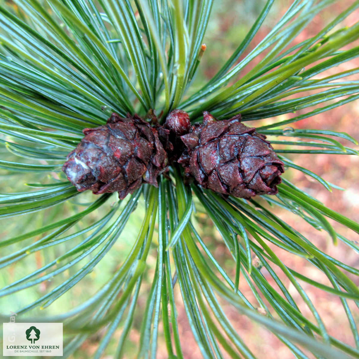 Pinus pumila 'Glauca'