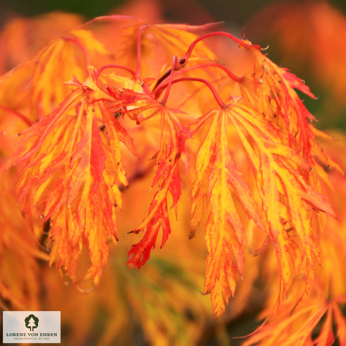 Acer palmatum 'Dissectum'