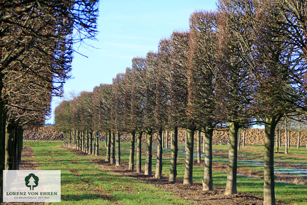 Tilia cordata 'Erecta'