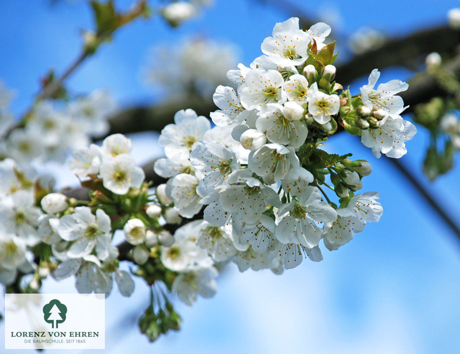 Prunus avium 'Hedelfinger Riesenkirsche'