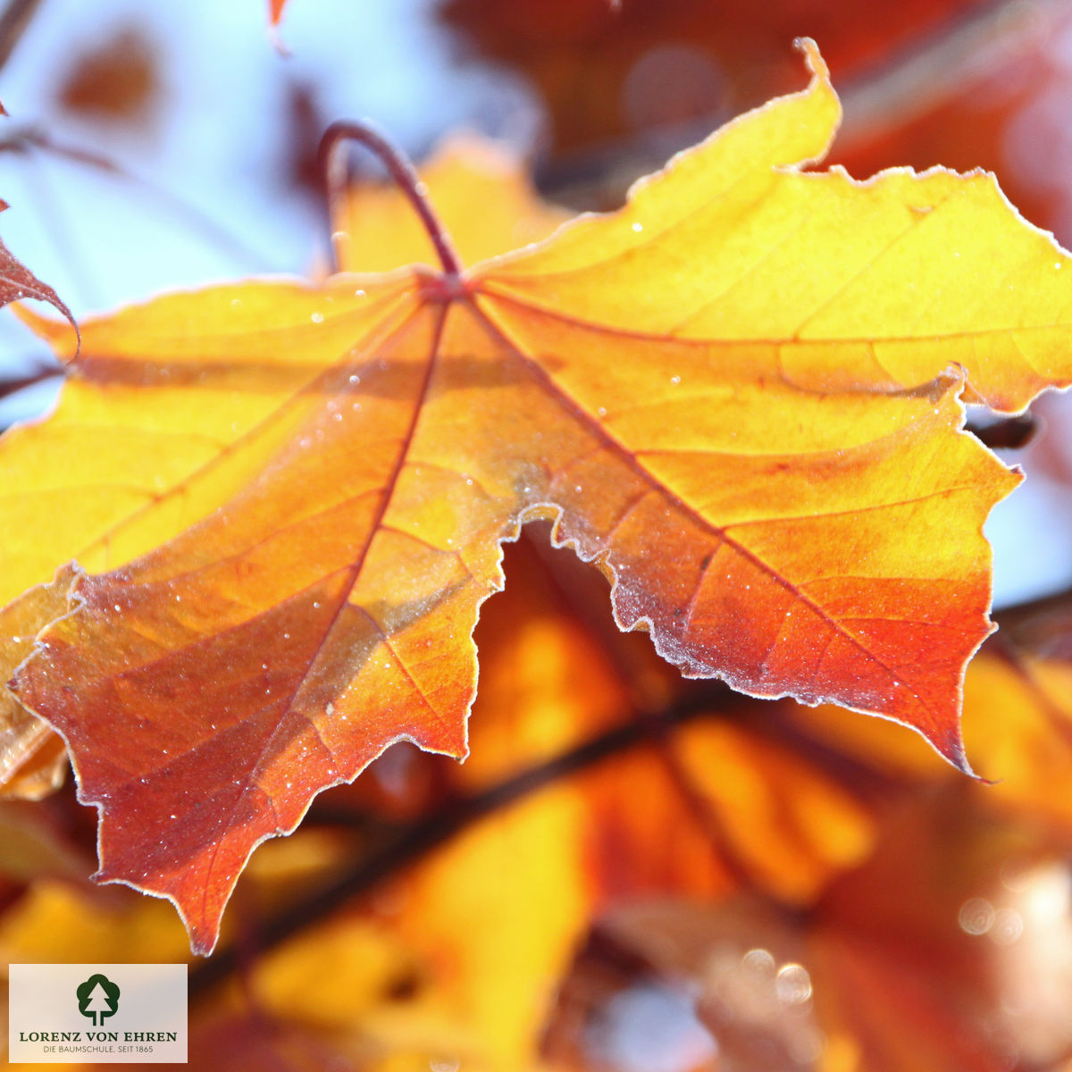 Acer platanoides 'Royal Red'