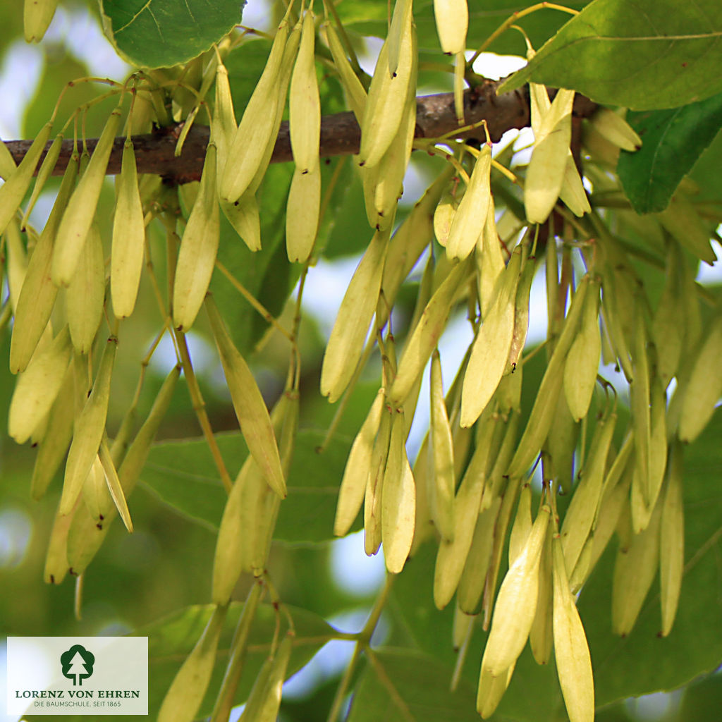 Fraxinus americana