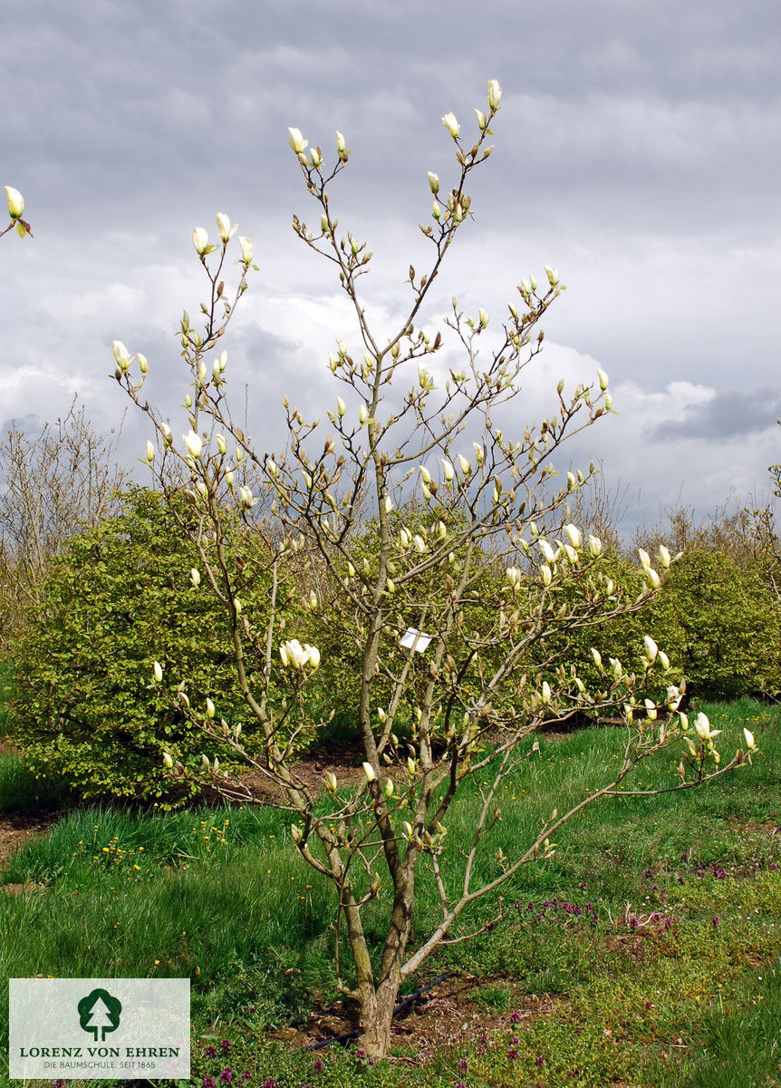 Magnolia denudata 'Yellow River'