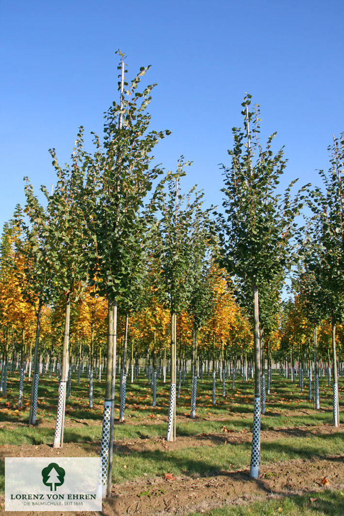 Tilia cordata 'Rancho'