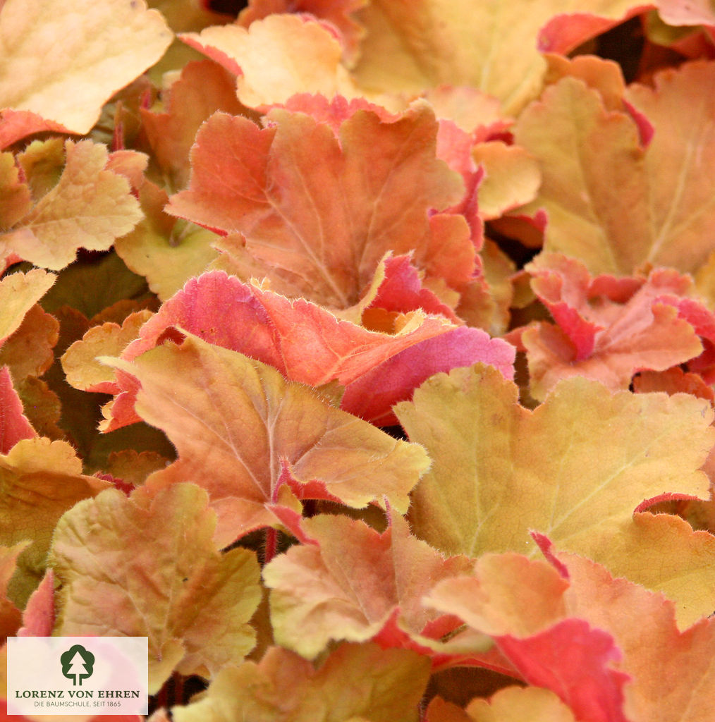 Heuchera villosa 'Caramel'