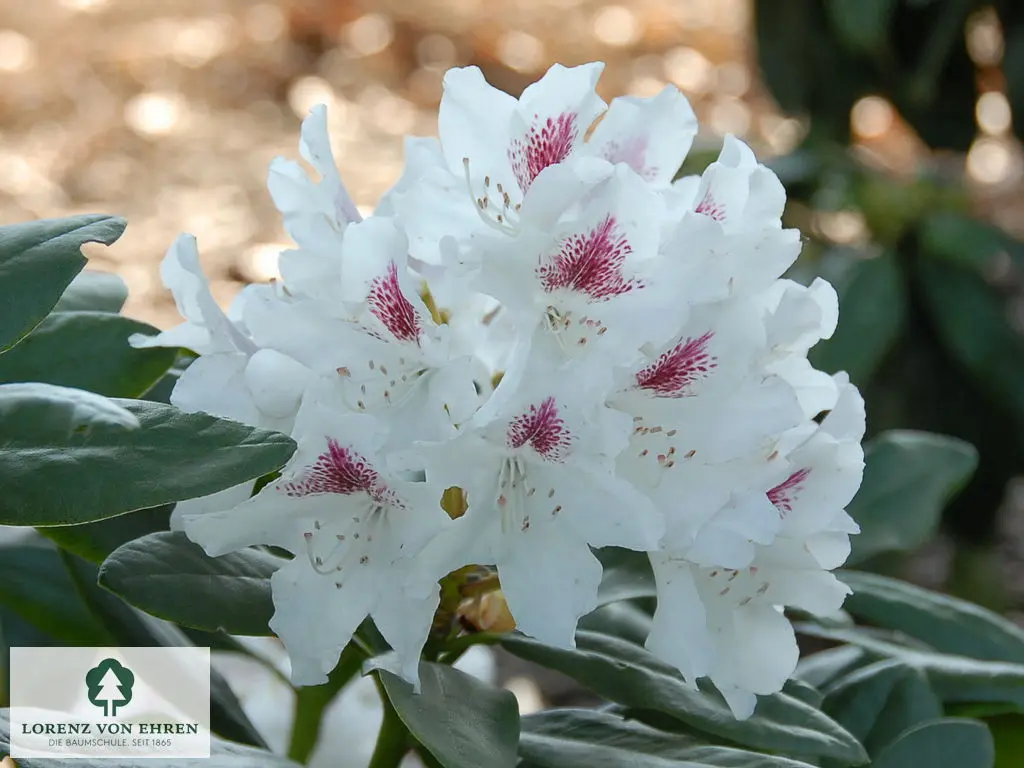 Rhododendron Hybride 'Schneeauge'