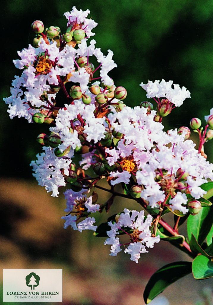 Lagerstroemia indica in Farben rot, rosa, weiß, lila