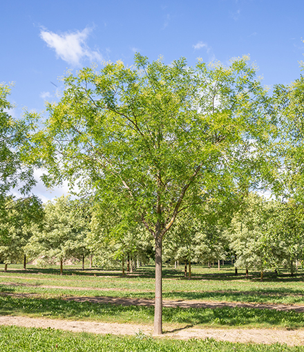 Zartes Grün blauer Himmel Baum 