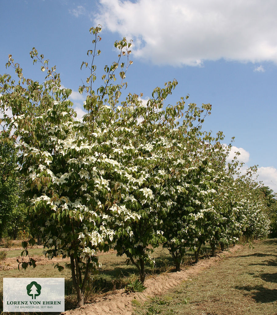 Cornus kousa chinensis