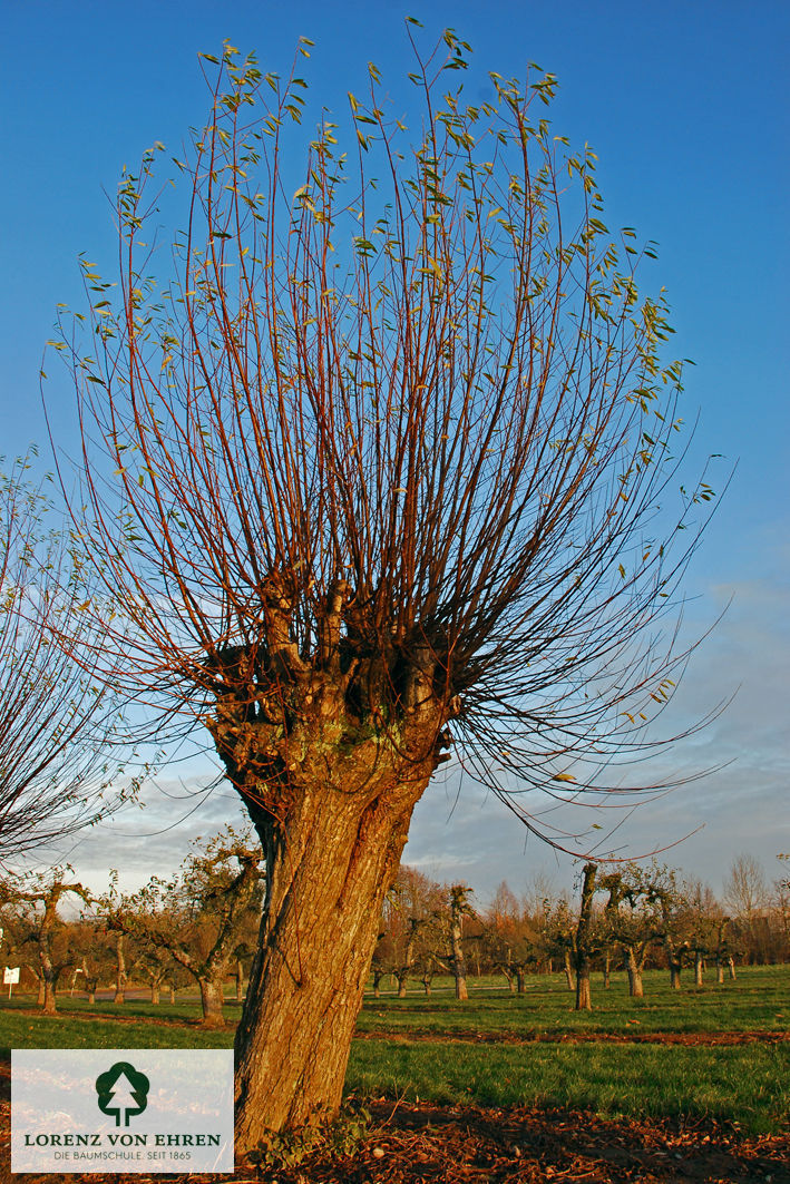 Salix alba