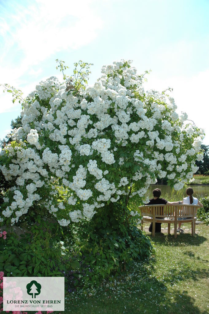 Rosa 'Bobbie James'