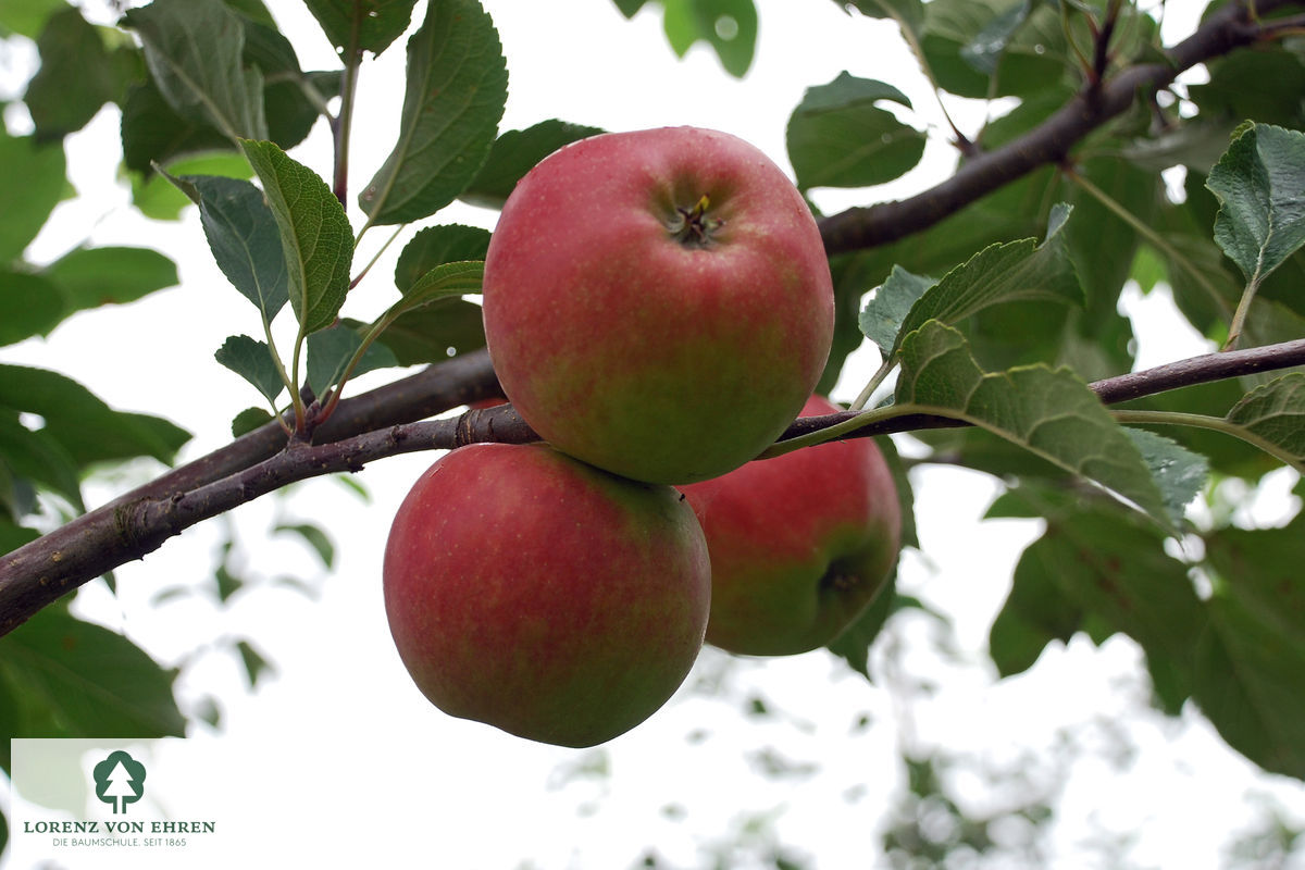 Malus domestica 'Jonagold'