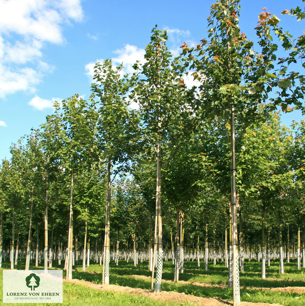 Acer rubrum