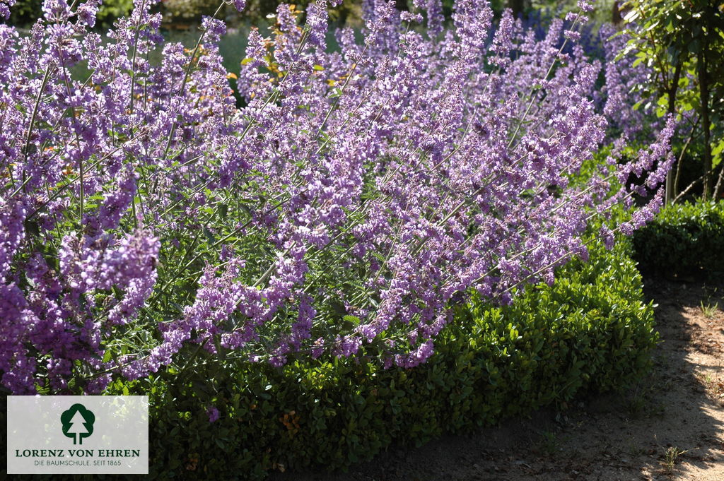 Nepeta faassenii 'Six Hills Giant'