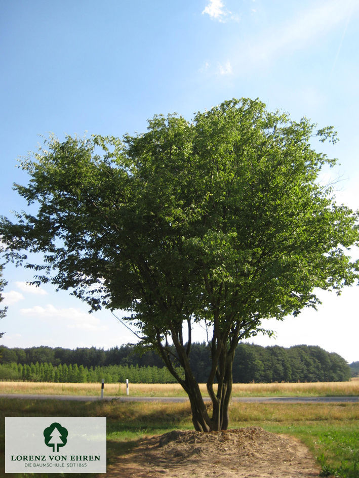 Zelkova serrata