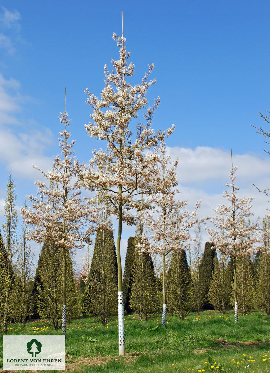 Amelanchier lamarkii  Alleebaum