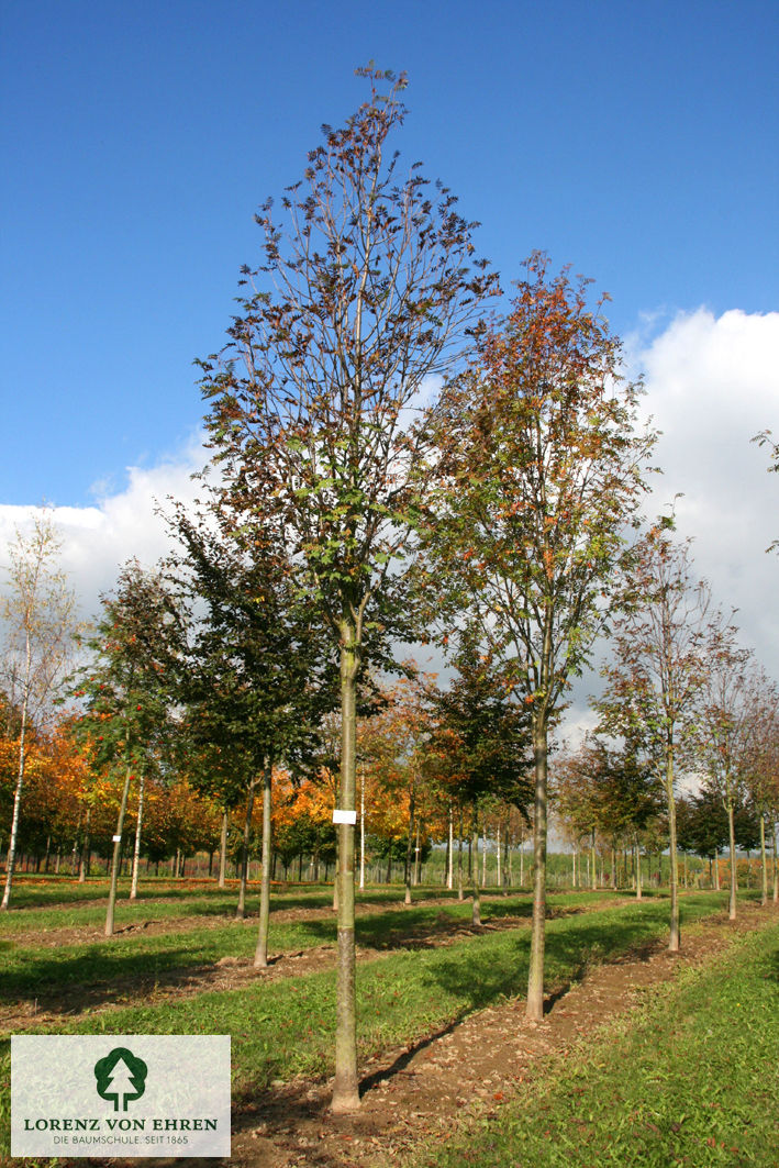 Sorbus aucuparia 'Sheerwater Seedling'