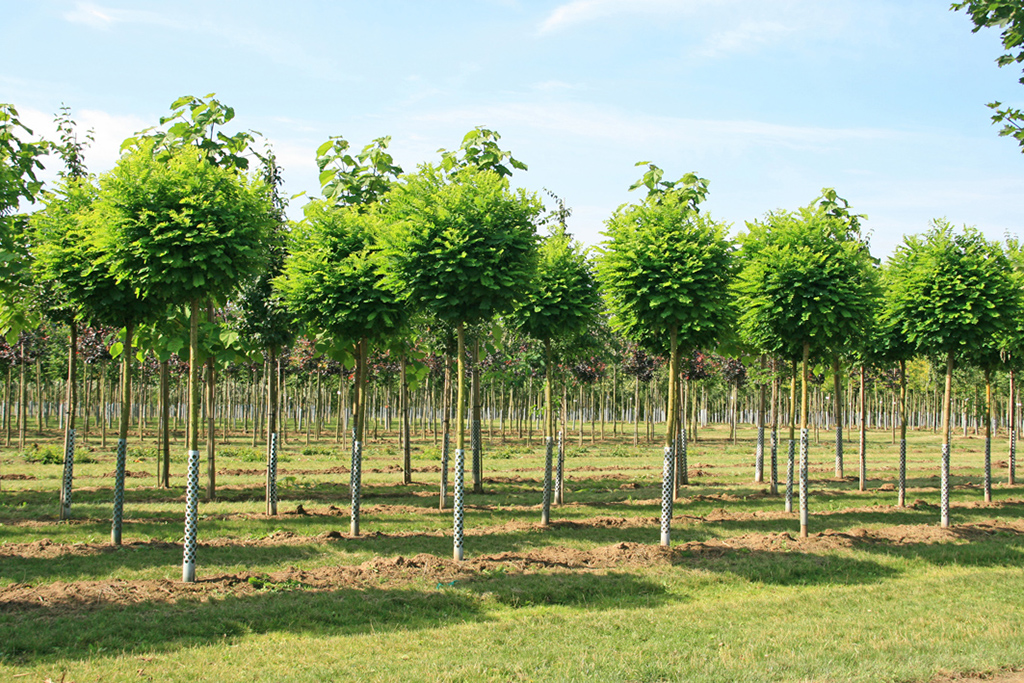 Kugel auf Stamm Robinia pseudoacacia Umbraculifera Grüne Robinienkugeln auf einem hohen Stamm