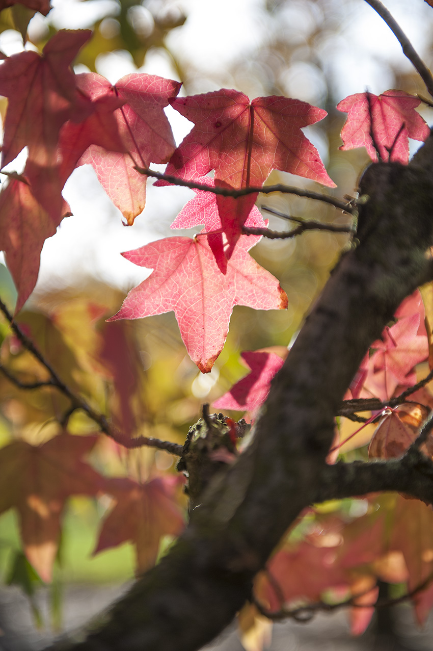 Liquidambar styraciflua Unikat