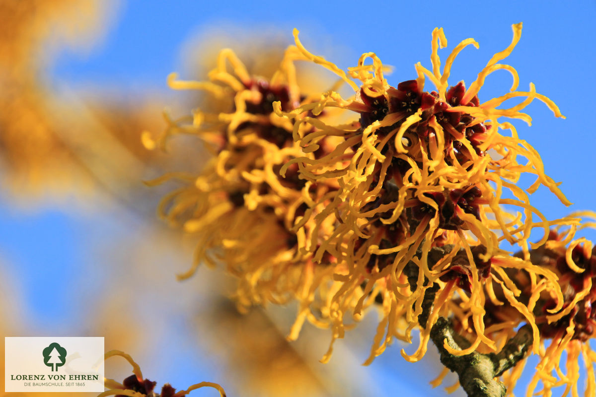 Hamamelis intermedia 'Barmstedt Gold'